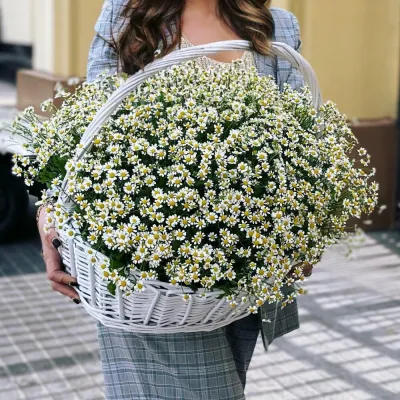 Купить 101 Ромашка в корзине