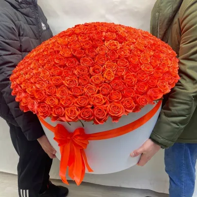 301 Оранжевая Роза в руках