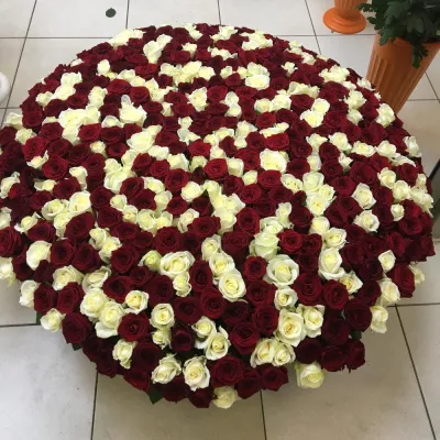 Купить 501 красная и белая роза