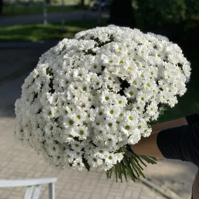 Купить Белые хризантемы 51 шт