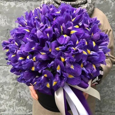 Купить Ирисы 49 штук в коробке