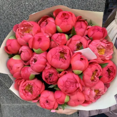 Купить Коралловые пионы 35 шт