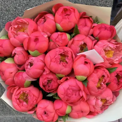 Коралловые пионы 35 шт в руках