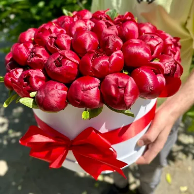 Красные пионы 51 шт в шляпной коробке в руках
