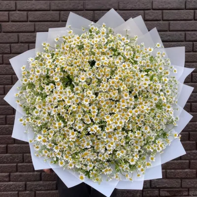 Купить Кустовые ромашки 51 шт