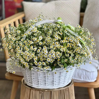 Кустовые ромашки 51 шт в корзине в руках