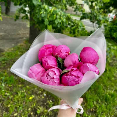 Купить Малиновые (фиолетовые) пионы 9 шт