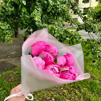 Малиновые (фиолетовые) пионы 9 шт в руках