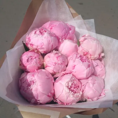 Розовые пионы 11 шт в руках
