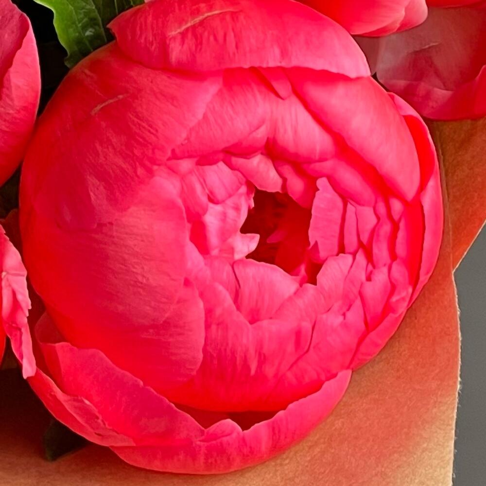 Заказ цветов: Яркий букет из 5 коралловых пионов (сорт Coral Charm) - ракурс 4